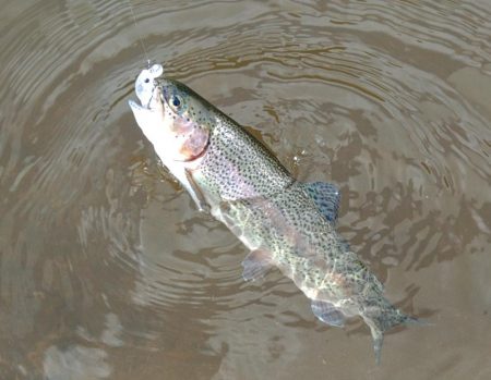 トップに好反応！ ～平谷湖フィッシングスポット～